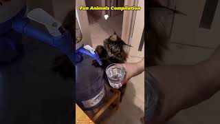 Fun Animals Compilation 260325