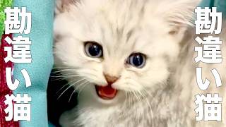 勘違いするネコ【アフレコ】