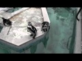 羽村市動物公園のペンギンさん の動画、YouTube動画。