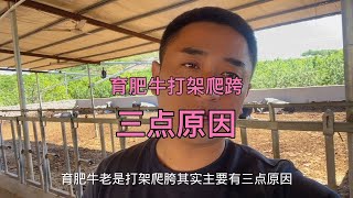 育肥牛打架爬跨，主要有三点原因