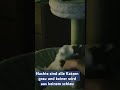 Kylie spielt mit Herrchen #kätzchen #cat #katze #kitten #cute #tiere