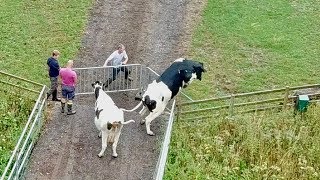 COWS DUE TO CALVE, ONE JUMPS THE FENCE