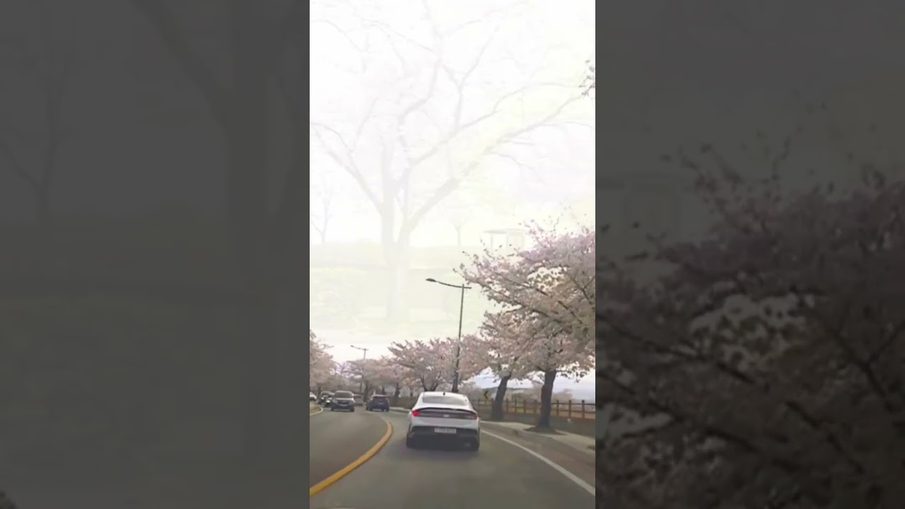 2025년 강릉 경포호 벚꽃축제 #shorts #벚꽃로드 #강릉여행 #경포호