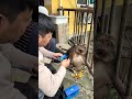 Xingxing Is Curious But Doesn't Like To Eat. #Monkey #Animal #Cute #Funny #Fyp