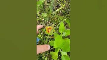 wild prickly pear cactus