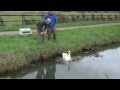 Deux membres de la Dame Blanche remetent un cygne dans son environnement naturel