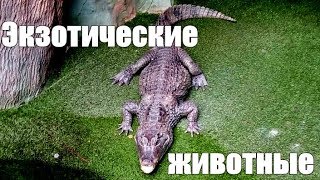 Оранжерея Эдемский сад. Экзотические животные. Оранжерея Эдемский сад. Экзотические животные.