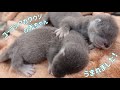 【ズーラシア公式】ユーラシアカワウソの赤ちゃん うまれました!
