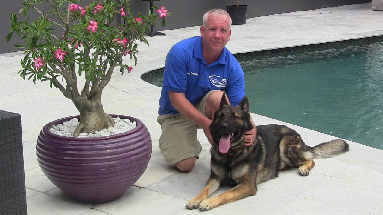 richard heinz dog training