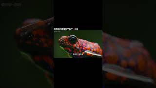 蛙妈妈给孩子找新家,吃毒蚁合成毒盔甲,喂蝌蚪吃毒卵,躲避捕杀  #动物纪录片 #箭毒蛙 #野生动物零距离 #动物成精 #高分纪录片 #纪录片推荐