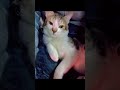 🎊🎊🎉🎉cute Simba # shorts youtube video