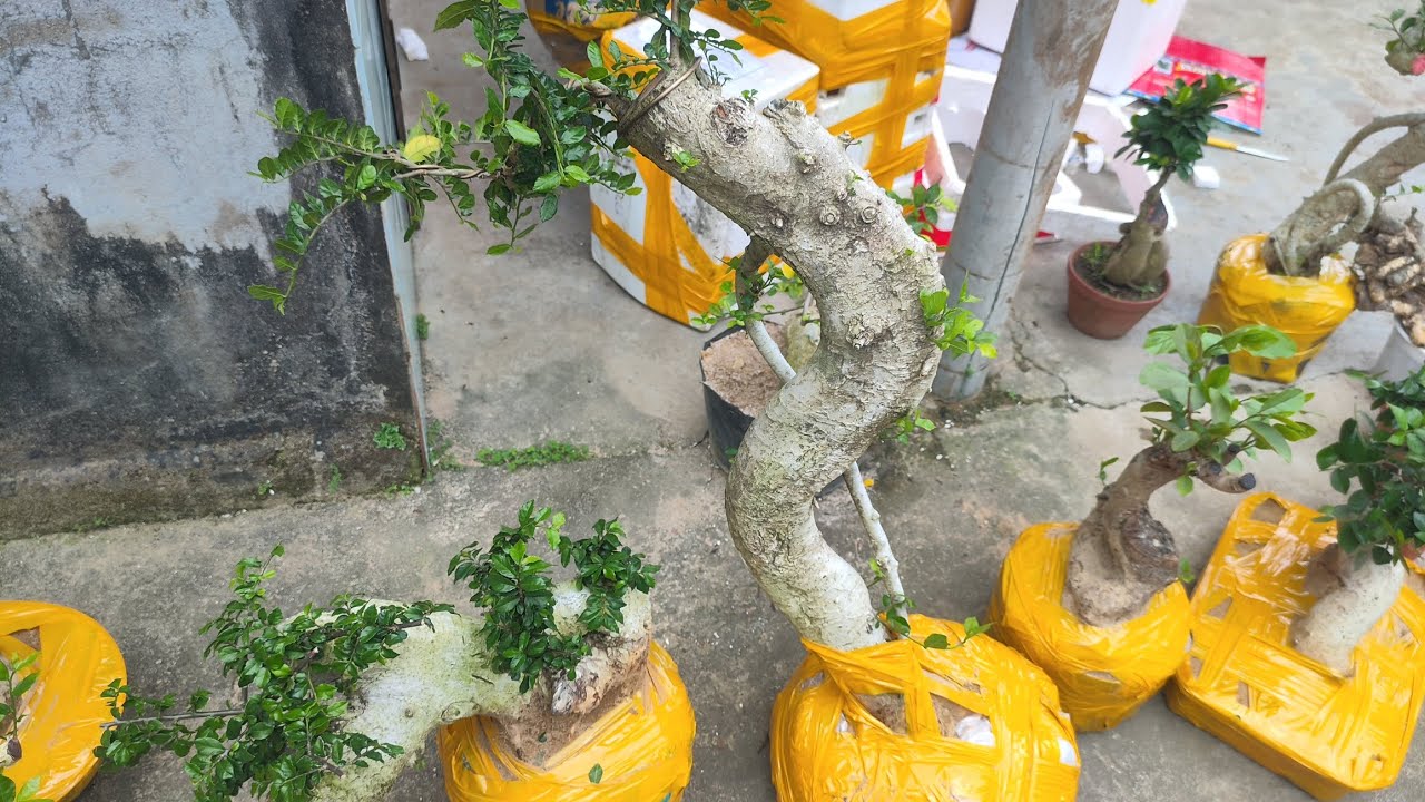 Sáng 5.3 .0359540980 gl cây cảnh các loại giá rẻ bao ship toàn quốc 