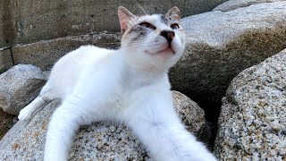 防波堤で休む野良猫たちをナデナデしてきた