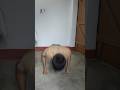 wait till end 🕴🏻😲🏋🏻#homeworkout #youtubeshorts #pushups #motivation #discipline #phonk