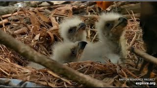 Decorah Eagles ~ Two Feeding For The Triplets! DM2 Feeds D36! ♥ ♥  4.14.2020