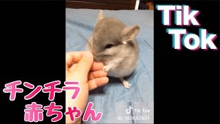 チンチラの赤ちゃんにTikTokやらせたら可愛すぎたwwww