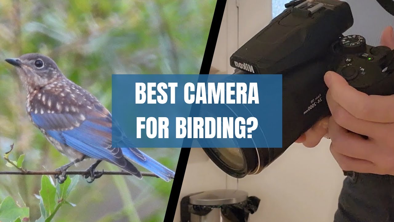 What is a Good Camera for Birding: Top Picks for Stunning Shots