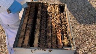 Texas Bee Supply -Visual signs of Varroa Mites in Bee hive