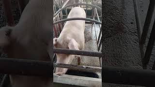 How to Sow Inside Pin (Tutorial)