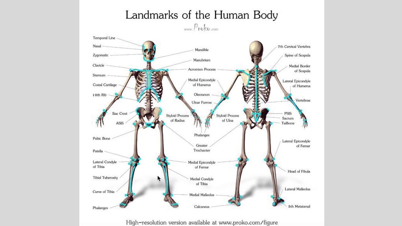 Human structure. Скелет человека. Скелет мужчины. Скелет человека будущего. Мужской скелет человека реф.
