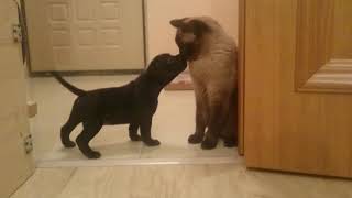Как приучить собаку к коту. Щенок знакомится с котом. Staffordshire Bull Terrier Как приучить собаку к коту. Щенок знакомится с котом. Staffordshire Bull Terrier