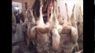 Skinning a coyote in under 3 minutes, my almost top lot coyote, and an update Dec 27, 2013