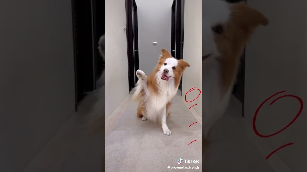 Apprentissage canine