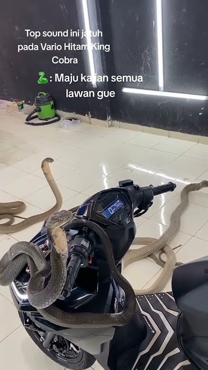Cinematic Motor Vario Hitam Bareng Ular Kobra Viral Tik tok#shorts