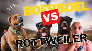Boerboel VS Rottweiler | Who Win?
