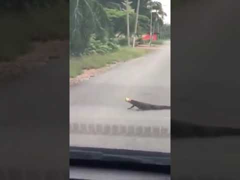 YouTube player