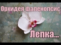 Орхидея фаленопсис. Лепка. Полимерная глина. Polymer clay.Orchid.