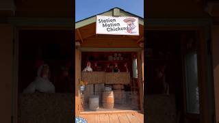 Station mation chickens 🐓🐔🐣#ontario #canada #travel #nature