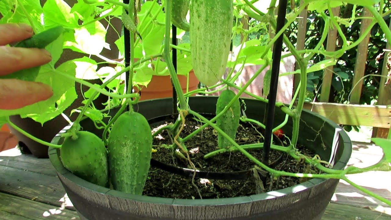 5+ Tips For Growing Cucumbers In Containers: Epsom Salt, Feeding, Dusts, Sprays  More