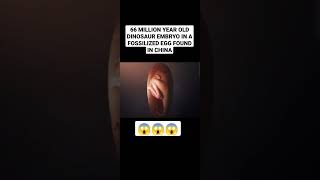 SHOCKING NEWS: 66 Million Year Old Dinosaur Embryo inside a Fossilized Egg Found in China😱 #shorts
