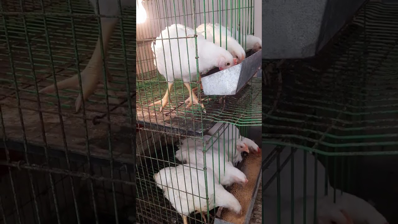 Weißes Küken im Alter von 46 Jahren🐔🤍💌