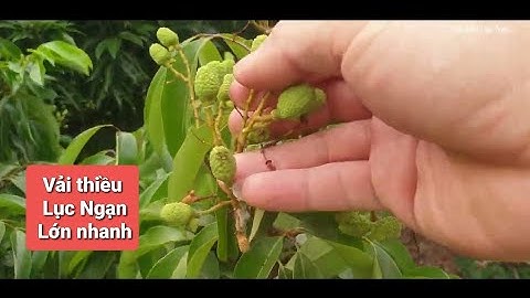 Trời Nắng Nóng Vải Thiều Lục Ngạn Lớn Trông Thấy l Núi Đồi Lục Ngạn