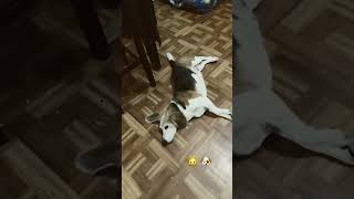 #michi 🐈⬛ #michigan my #adoptedcat and #rodolfo my #beagle 🐶 #lovethem ❤️