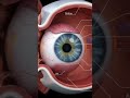 Human eye parts #subscribe #share #science#shortsfeed #viralvideo #comment