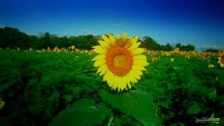 Like A Sunflower| Hymns| Saurav Goswami| With Lyrics