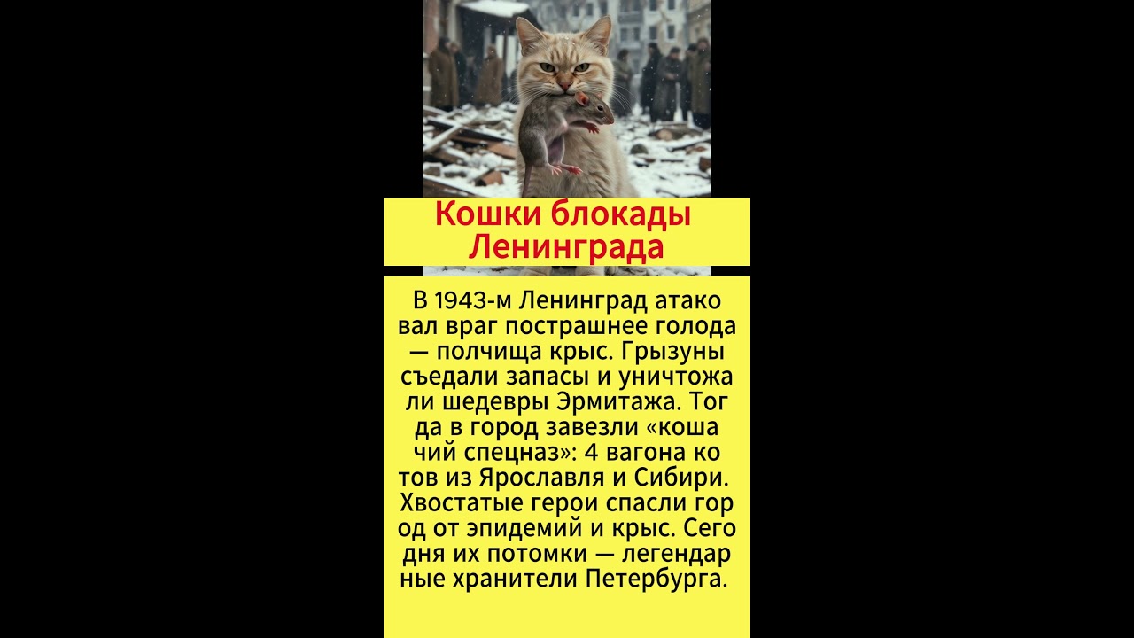 Их завезли ВАГОНАМИ! Как «кошачий спецназ» спас Ленинград от крысиного ада 🐈⬛