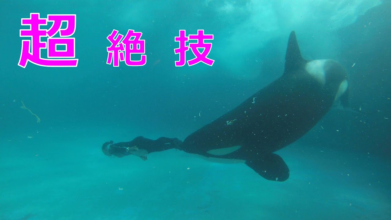 年振り返ったらシャチだった A Hill Mokumoku