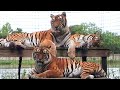 3 Tigers Reunite - Texas Tiger Tribute