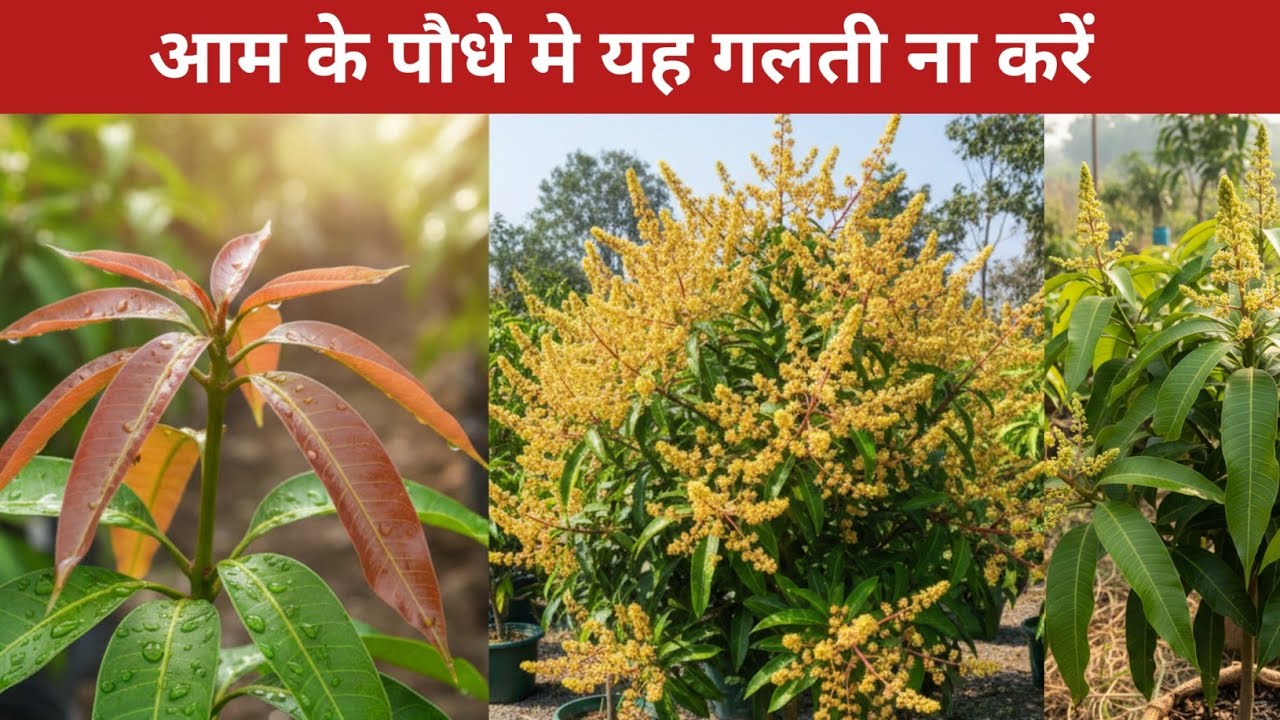 ये 5 गलती बिल्कुल ना करें | Mango Flower Problem