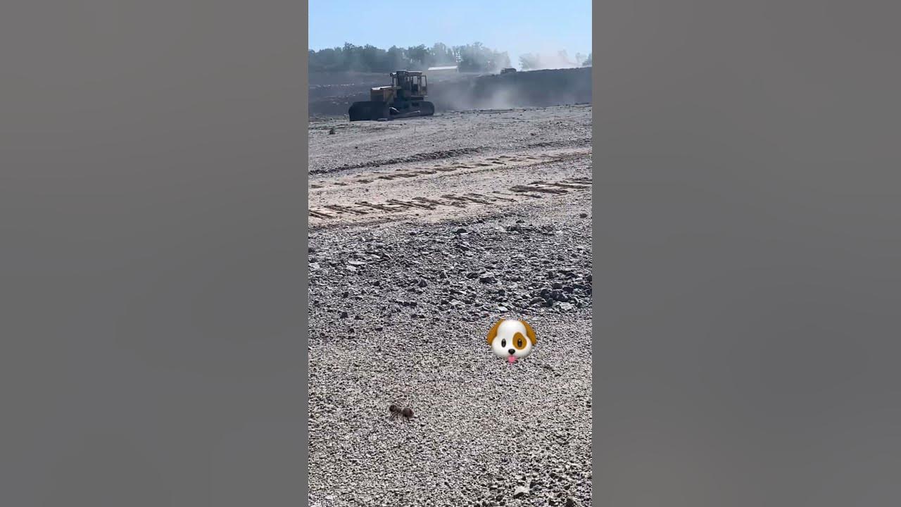 Чій пес?)🐶 - YouTube