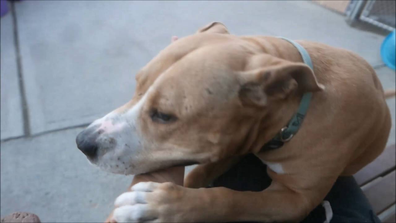 Eastern - A1070188 - Brooklyn ACC camera iphone 8 plus apk