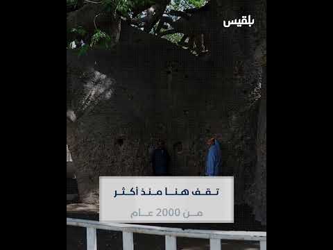 انقسام شجرة الغريب إلى جزأين والأسباب غامضة... من يتحمل مسؤولية ذلك؟