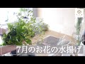 生け花教室の水揚げルーティーン夏【文月第１週】