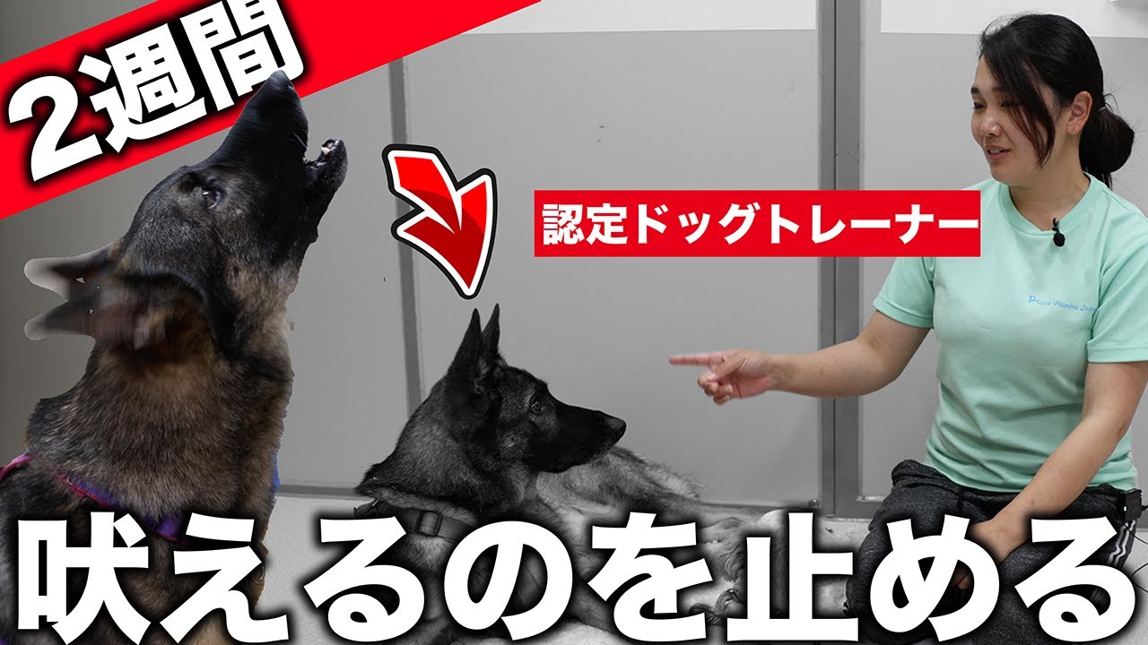 【犬の鳴き声がうるさい人必見！】2週間で吠えるのをやめさせるしつけの方法をドッグトレーナーに教えてもらった