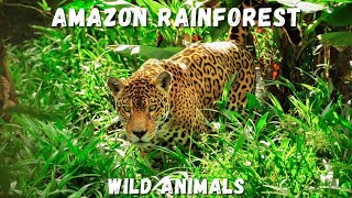 Unique Birds Wild Animals Only Found In Amazon Rainforest Rare Animals
