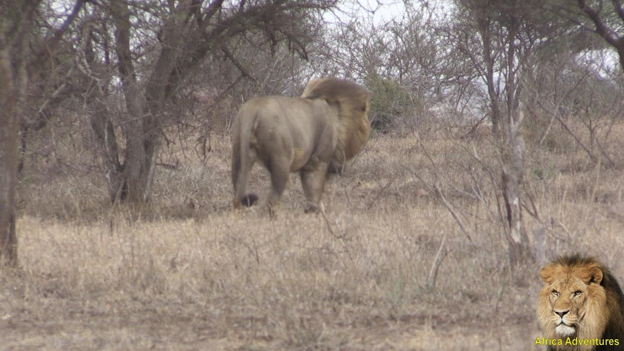 Cecil The Lion Hours Before  His Death. Exclusive Footage